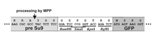 Westermann Lab Plasmids 1