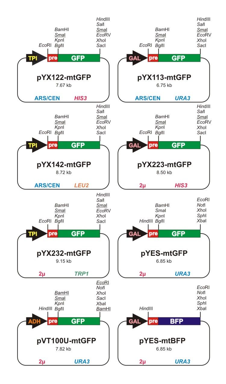 Westermann Lab Plasmids 2