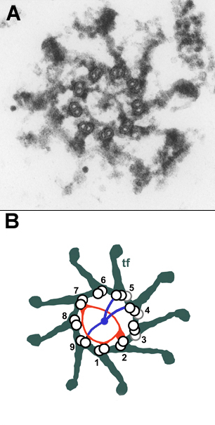 Geimer Research Figure 1