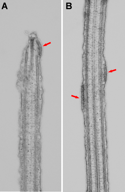 Geimer Research Figure 2